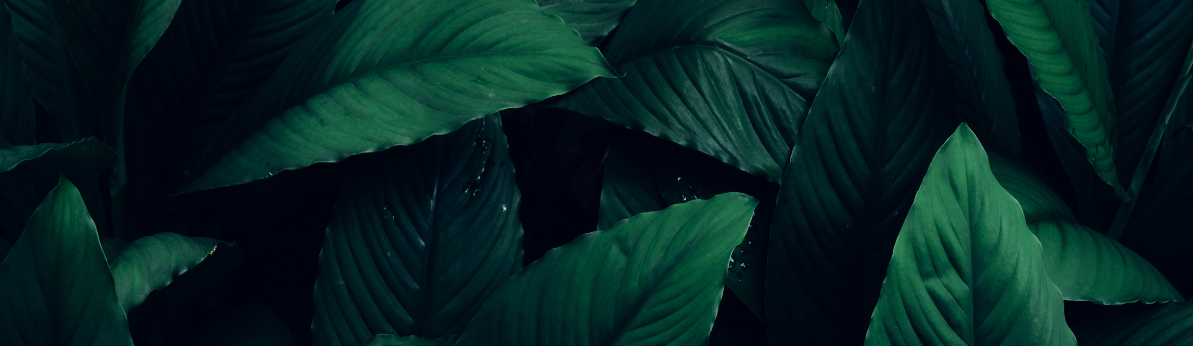 a close up of a green plant with large leaves